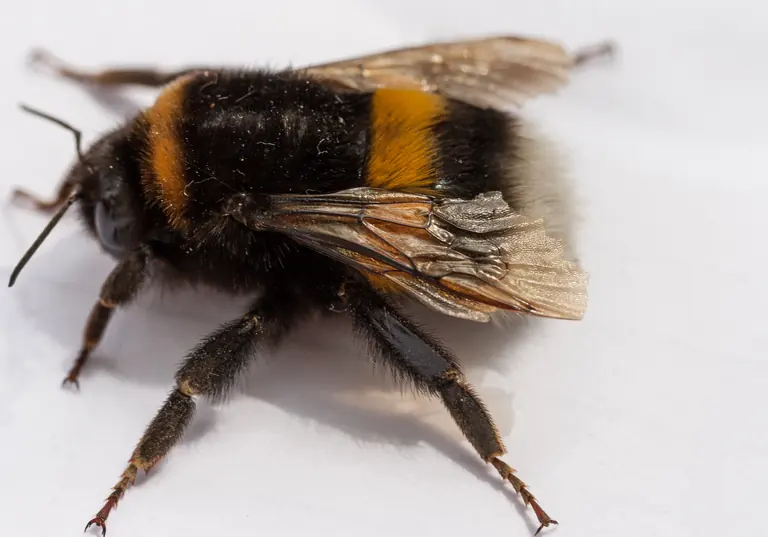 Abejorro Bombus terrestris fotografiado de cerca, con cuerpo velloso y franjas claras.