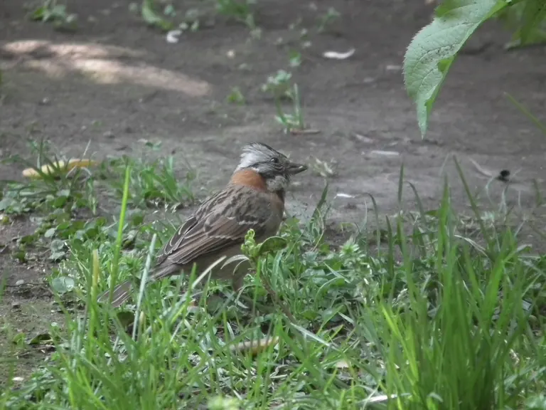 Copetón Zonotrichia capensis fotografiado con marcas negras en la cabeza y cuello rojizo.