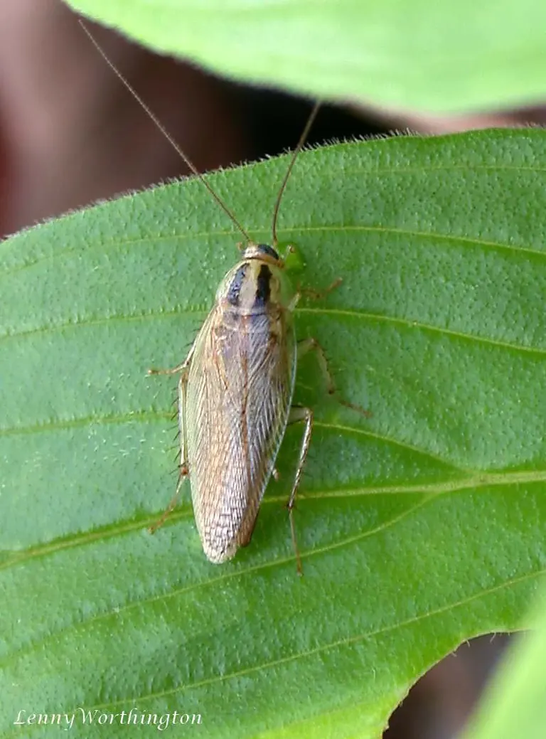 Fotografía de una cucaracha alemana adulta, con antenas largas y cuerpo pardo.