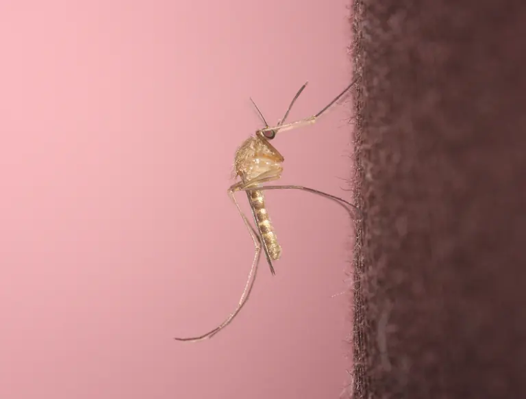 Mosquito Culex pipiens fotografiado sobre una superficie, con patas y antenas visibles.
