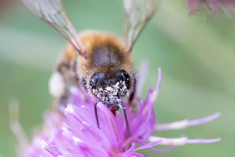 Abeja melífera real de frente visitando una flor, con polen adherido al cuerpo.