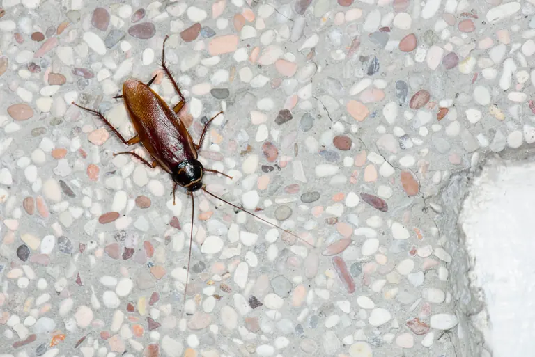 Cucaracha americana real de color marrón rojizo, con antenas largas.