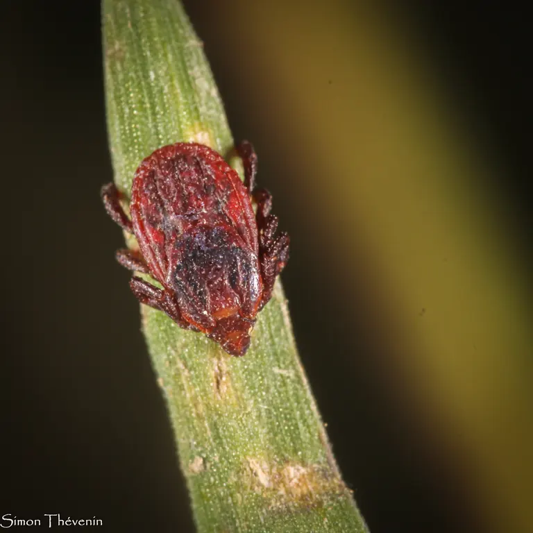 Fotografía macro real de una garrapata parda del perro sobre un tallo vegetal.