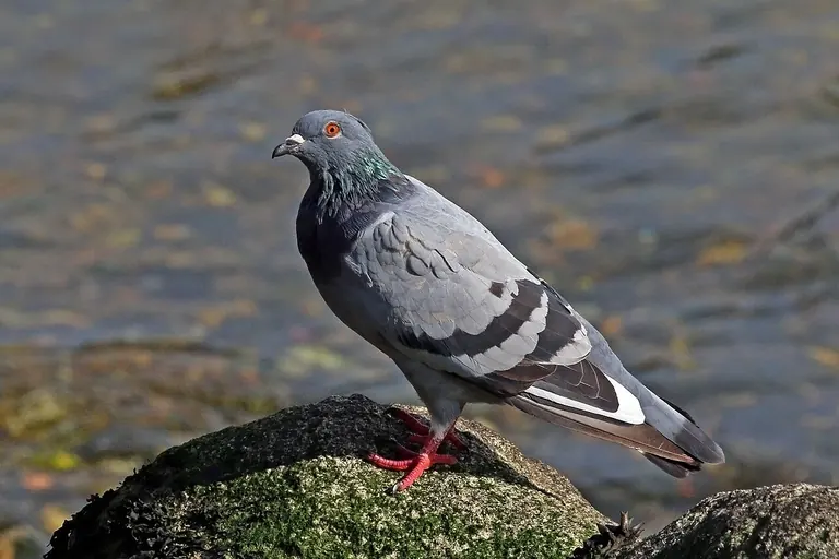 Fotografía real de una paloma urbana gris, con cuello iridiscente, alas plegadas y patas rosadas.