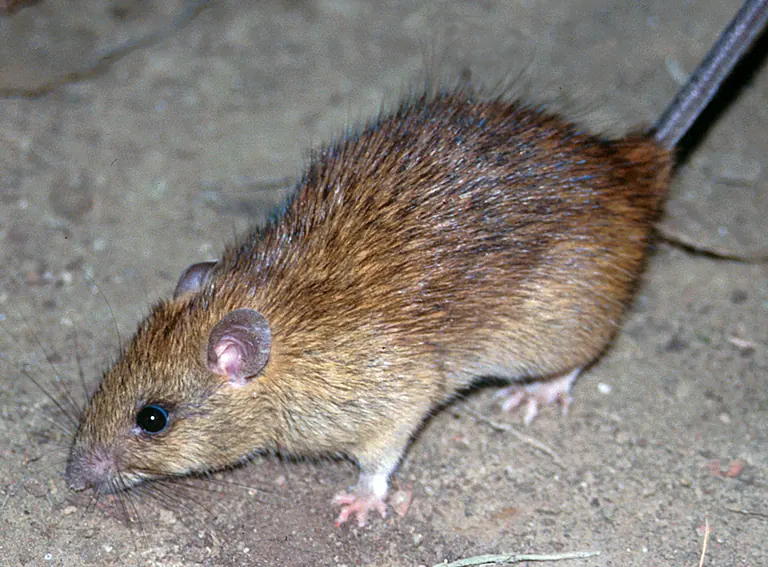 Rata negra real sobre el suelo, con orejas grandes, hocico puntiagudo y cola alargada.