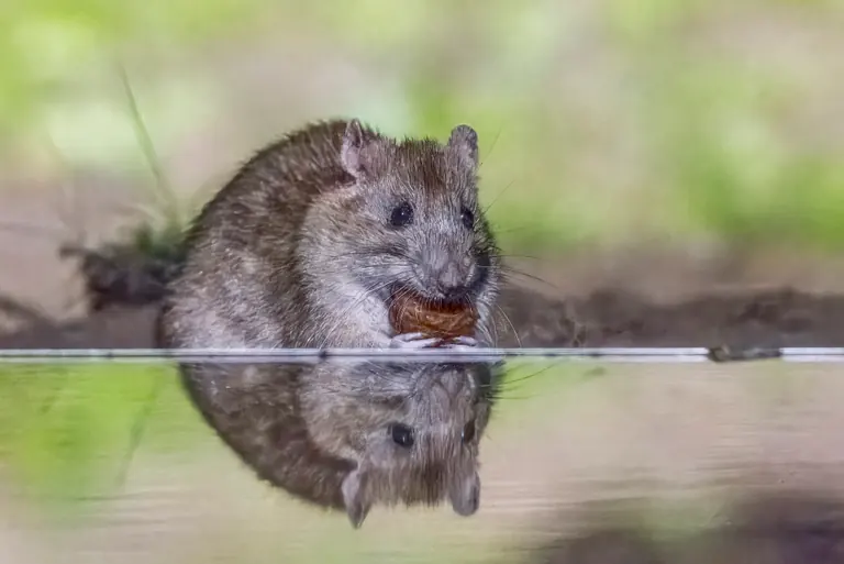 Rata parda fotografiada de frente, con pelaje marrón, hocico y orejas visibles, junto al agua.