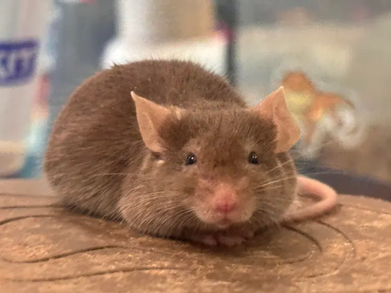 Ratón doméstico real mirando a la cámara, con orejas redondeadas y hocico puntiagudo.