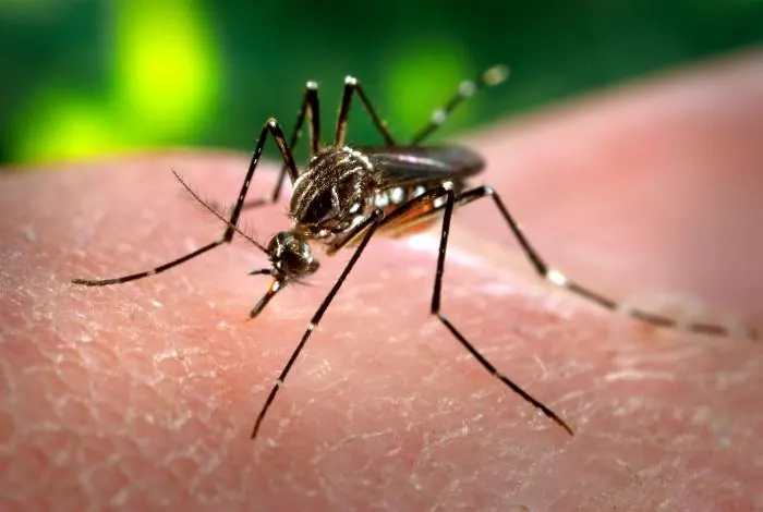 Mosquito Aedes aegypti real con marcas claras en las patas y el tórax.
